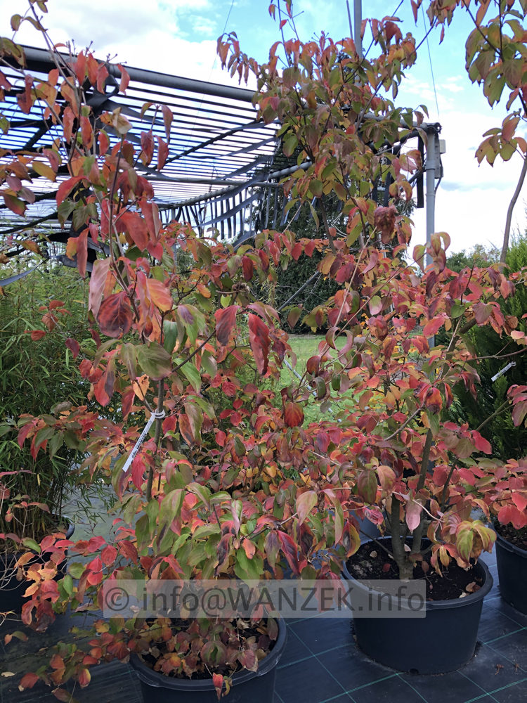 Cornus kousa Venus - Herbstfaerbung.JPG